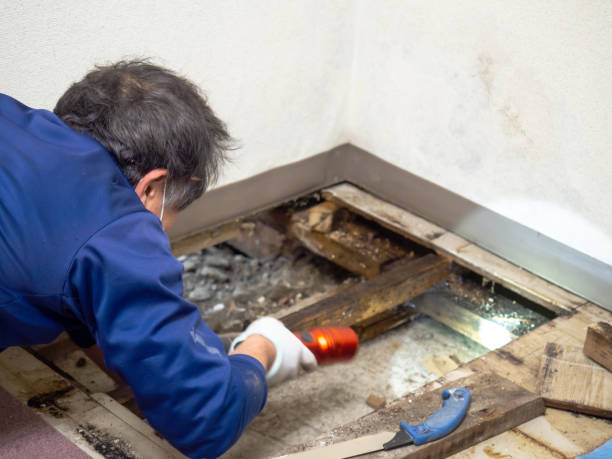 Best Mold Removal Process  in Bethlehem, PA