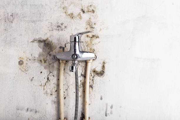 Best Professional Mold Removal  in Bethlehem, PA