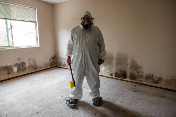 Best Attic Mold Removal  in Bethlehem, PA